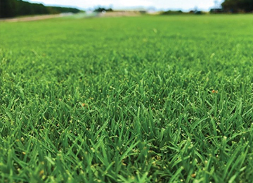 Lawn supplies, seed, fertiliser and turf care